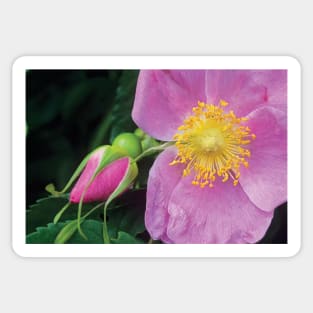 Rose Flower British Columbia Sticker